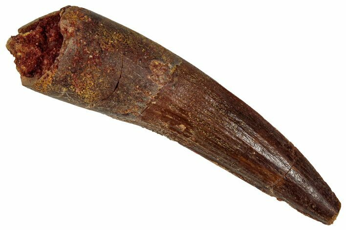 Fossil Spinosaurus Tooth - Real Dinosaur Tooth #350073